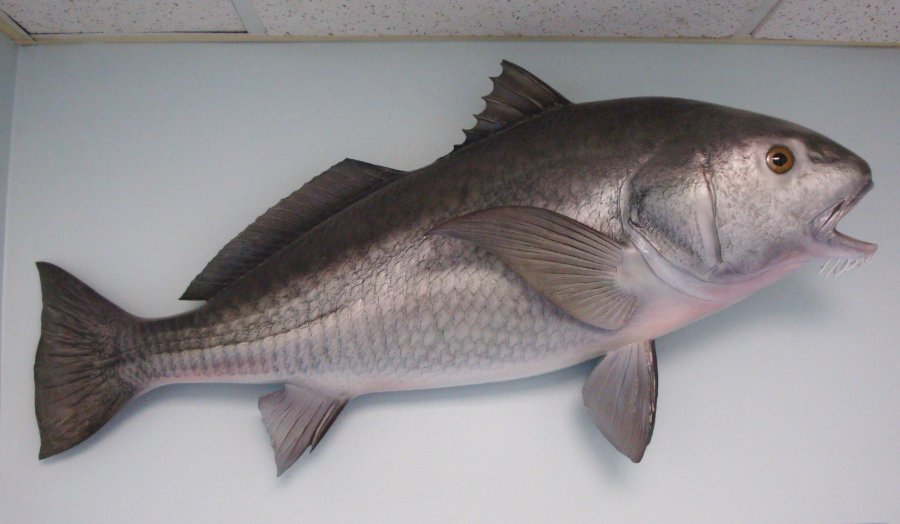 Black rum Fish replica Black rum Fish Mount