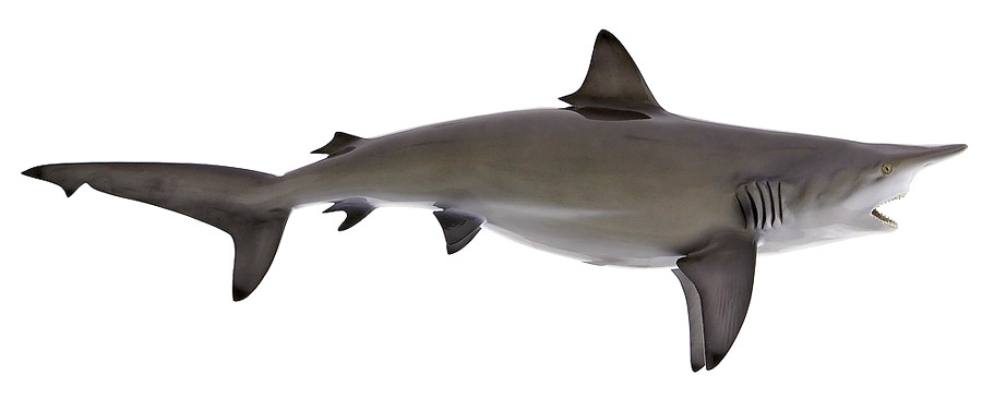 Blacktip Shark Replica down curve Blacktip Shark fishmount down curve