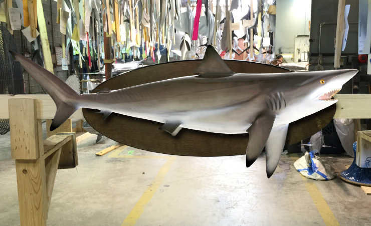 Blacktip Shark fishmount on wood panel Blacktip Shark fishmount on wood panel