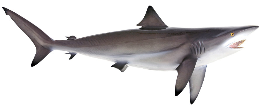 Blacktip Shark Replica Blacktip Shark Mount