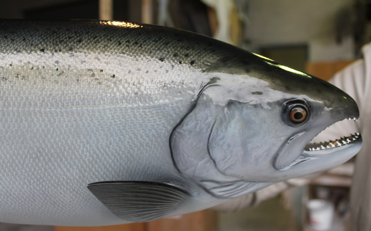 Silver/Coho Salmon trophy Silver/Coho Salmon Fishmount