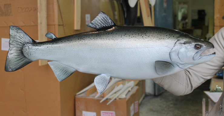 Silver/Coho Salmon trophy Silver/Coho Salmon Fishmount