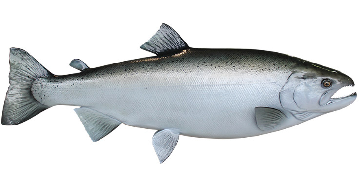 Silver/Coho Salmon release mount Silver/Coho Salmon fishmount