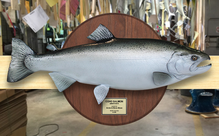 Silver/Coho Salmon trophy on wood plaque Silver/Coho Salmon Fishmount on wood plaque