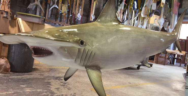 Hammerhead Shark Hammerhead Shark
