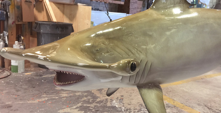 Hammerhead Shark Hammerhead Shark Fishmount