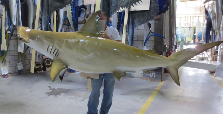 Golden Hammerhead Shark Golden Hammerhead Shark