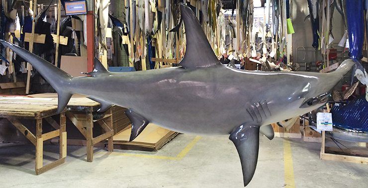 Golden Hammerhead Shark Golden Hammerhead Shark