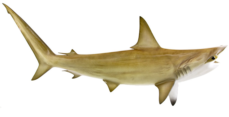Click to zoom Hammerhead shark Mount