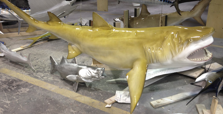 Lemon Shark replica by Gray Taxidermy Lemon Shark by Gray Taxidermy