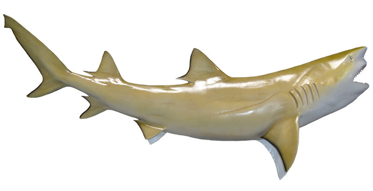 Lemon Shark Mount Lemon Shark Fish Replica