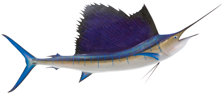 Click to zoom Pacific Sailfish Mount