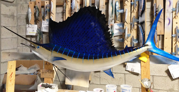 Pacific Sailfish mount photo Pacific Sailfish mount