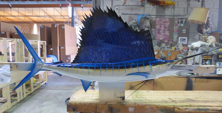 Pacific Sailfish mount Pacific Sailfish photo
