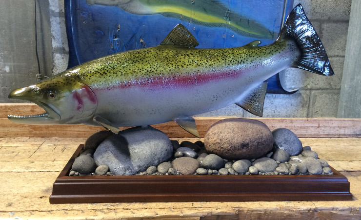 Rainbow Trout release mount Rainbow Trout fishmount
