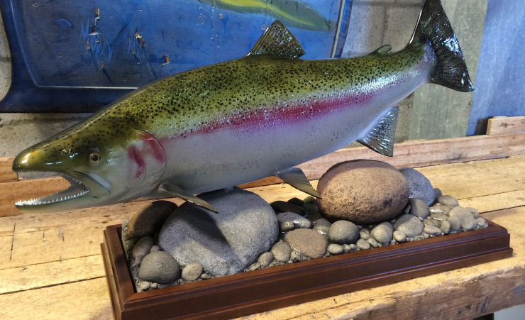 Rainbow Trout release mount Rainbow Trout fishmount