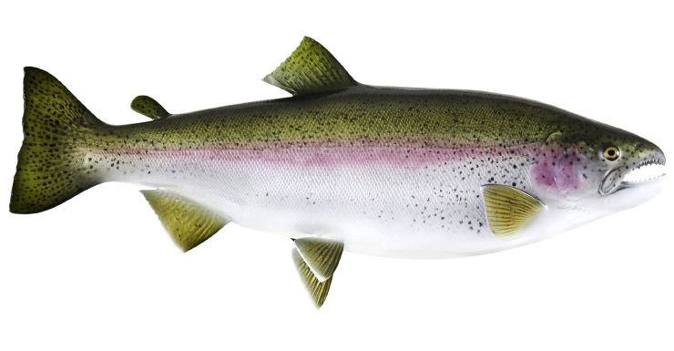 Rainbow trout release mount Rainbow trout fishmount