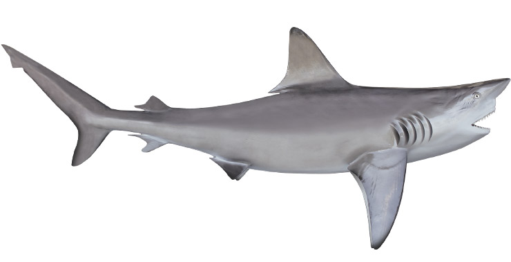 Reef Shark Replica from Gray Taxidermy Reef Shark mount