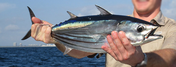 Bonito fish replica on custom base Bonito fish mount on custom base