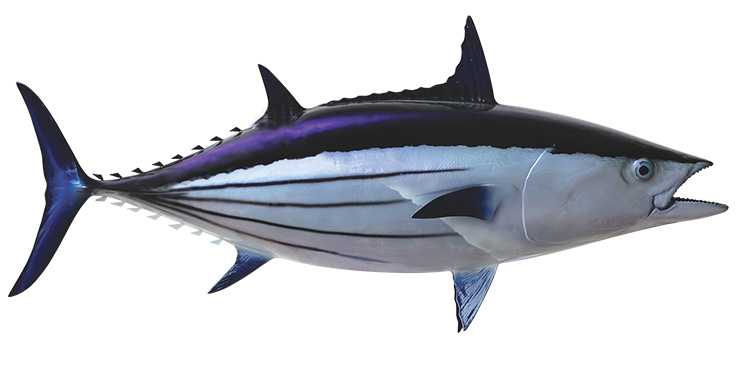 Click to zoom Bonito Fishmount