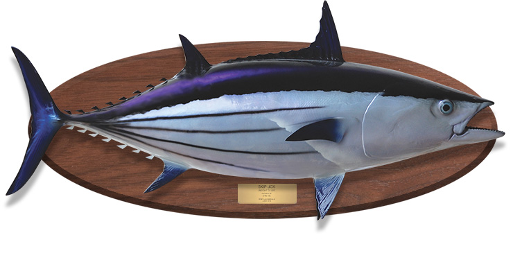 Bonito fish replica on wood plaque Bonito fish mount on wood plaque