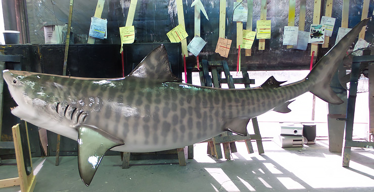 Tiger Shark Fishmount broad view Tiger Shark Replica broad view