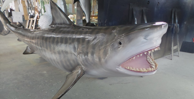 Tigershark mount front view Tiger Shark reproduction head view