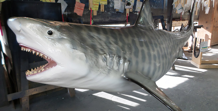 Tiger Shark Fishmount Tiger Shark Replica close up