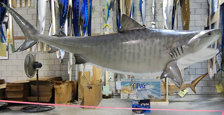 Tigershark by Gray Taxidermy mount front view Tiger Shark reproduction by Gray Taxidermy head view