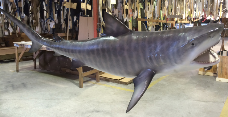 Tiger Shark Fishmount Tiger Shark Replica close up