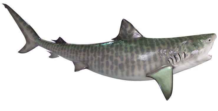 Tiger Shark Fishmount Silhouette Tiger Shark Replica