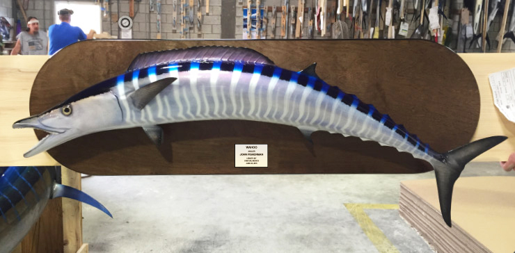 Wahoo fish trophy on wood plaque Wahoo fish on wood plaque