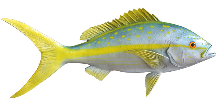Click to zoom Yellowtail Snapper Fishmount