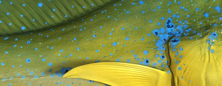 dolphin paint scheme at Gray Taxidermy dolphin paint scheme